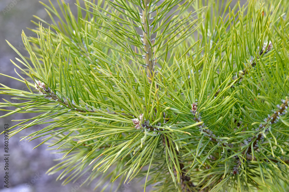 Green coniferous branches of a pine close up - obrazy, fototapety, plakaty 