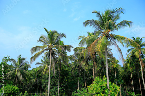 Palm trees on beautiful blue sky © ANNA CREATIONS