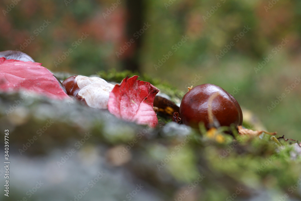 Chestnut autumn lying on the ground