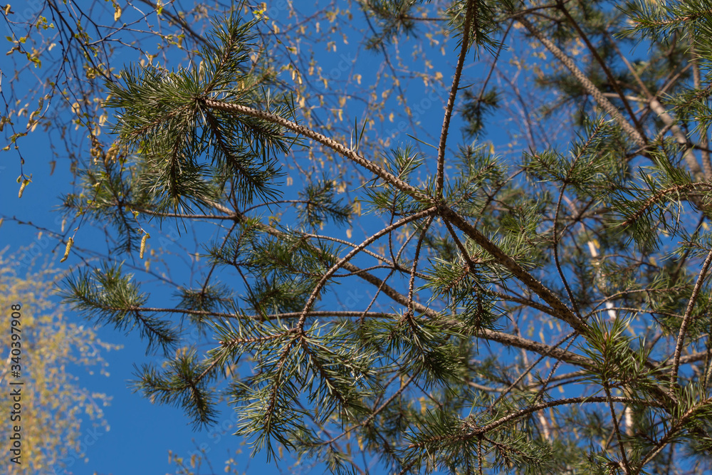 Conifer in early spring. Young birch tree. Sunny blue sky. Conifer in early spring. Young birch tree. Sunny blue sky.