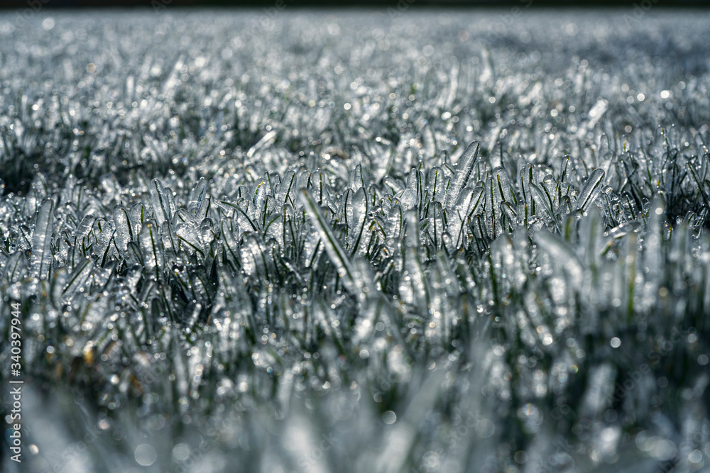 Ice encases individual blades of grass following a freezing night with sprinklers left on.
