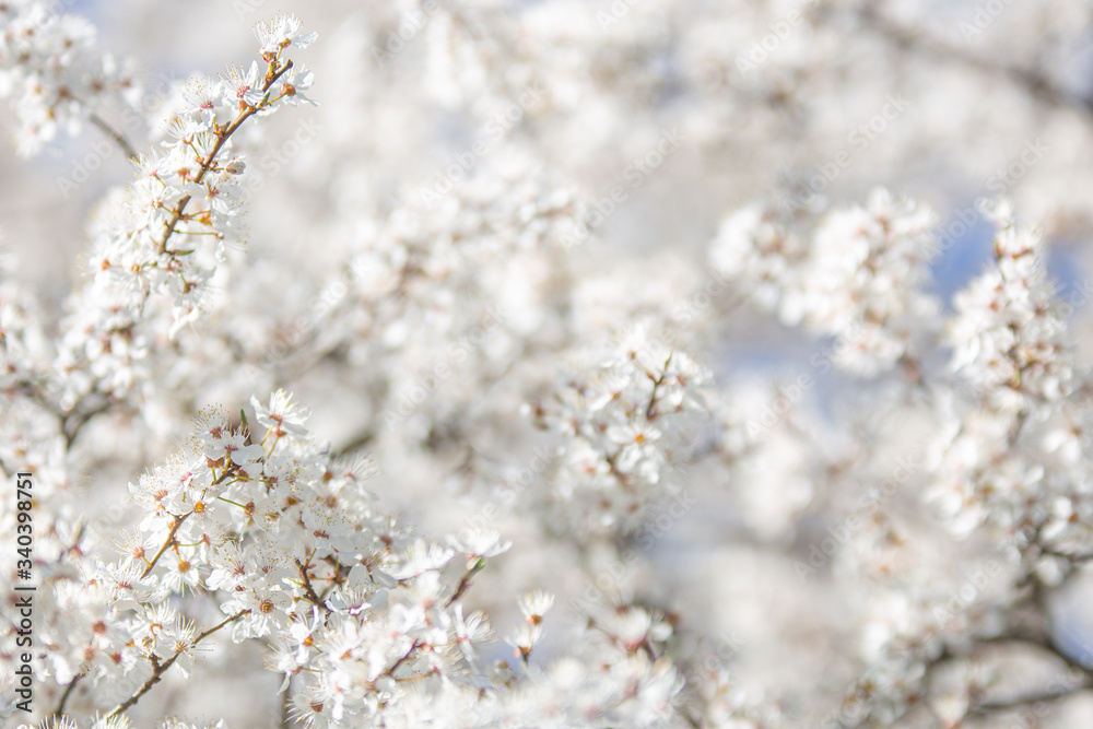 Białe kwitnące kwiaty - obrazy, fototapety, plakaty 