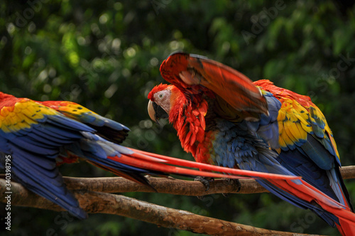 Scarlet macaws