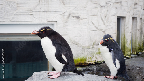 Rockhopper Penguin in japan photo