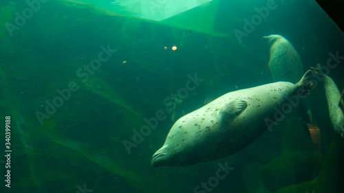 .Swimming seals, underwater photos
