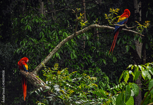 Scarlet macaws