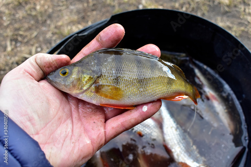 Fototapeta Naklejka Na Ścianę i Meble -  Different freshly caught river fish in the summer