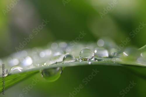 Drops of dew on a green leaf