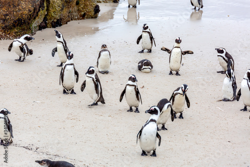 Penguins on Boulders Cape Town, South Africa	