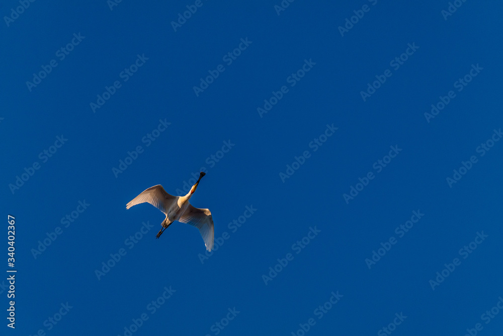 Obraz premium swans in the blue sky