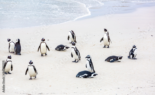 Penguins on Boulders Beach of Cape Town,