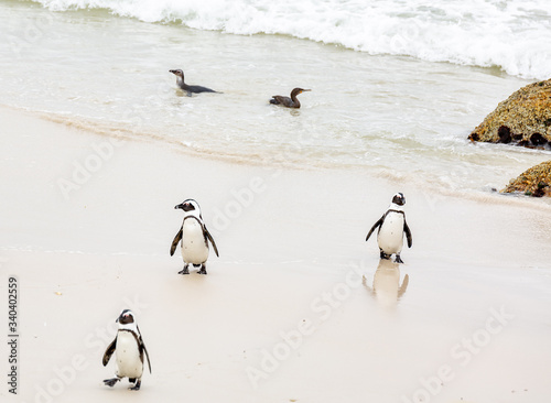 Penguins on Boulders Cape Town  South Africa 