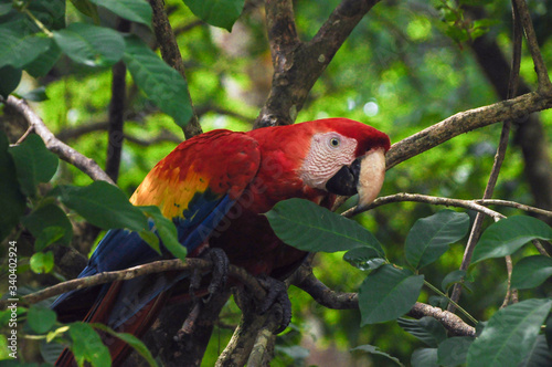 Scarlet macaw in tree