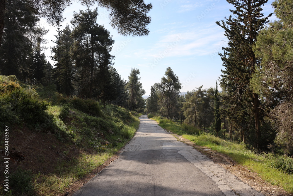 Road through the woods around Jerusalem