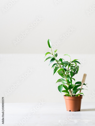 petit plante ficus Benjamin en pot  © OlgaFet