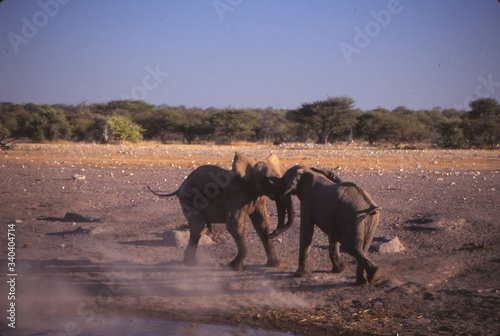 Elephants sparring at water hole photo