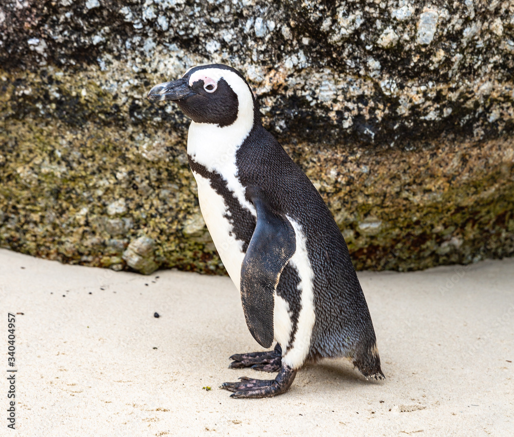 Obraz premium Penguins on Boulders Cape Town, South Africa 
