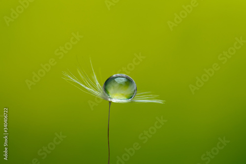 The droplet of water on the seed of dandelion . 