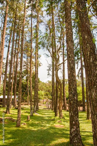 bosque en valle de anton Panamá