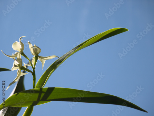flower of orchid prosthechea radiata in front of blue sky. Copy space. photo