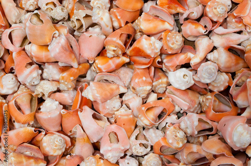 Mar de caracoles