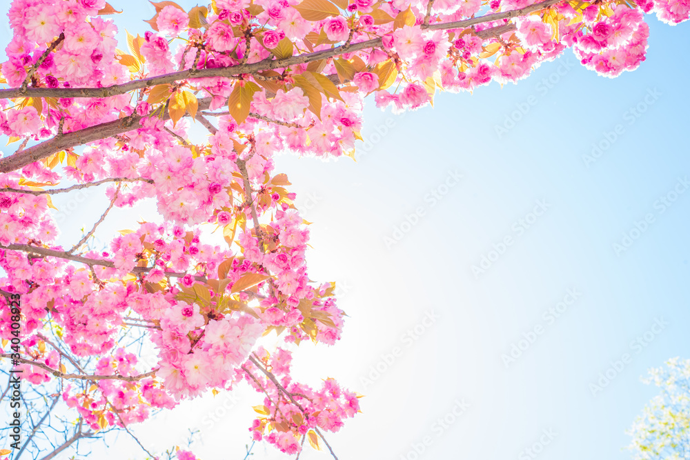 sakura on sky background