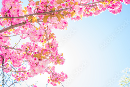 sakura on sky background