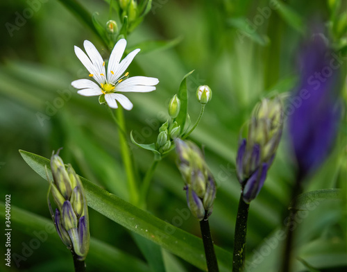 Close up of Greater Stitchwort flower in wild woodland setting
