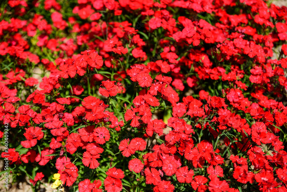 赤いセキチクの花