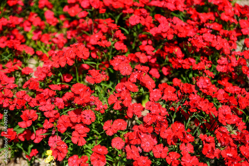 Fototapeta Naklejka Na Ścianę i Meble -  赤いセキチクの花