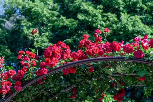 Fototapeta Naklejka Na Ścianę i Meble -  アーチと赤いバラ