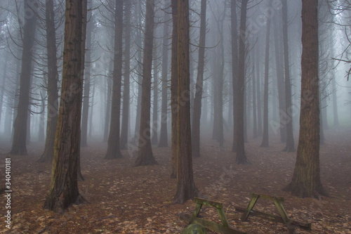 Amazing wood covered with mist © nvphoto