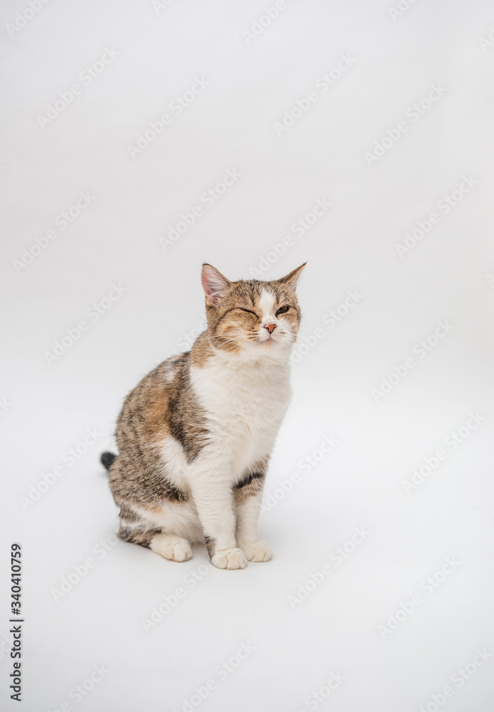 Domestic cat on a white background with an open space. A tabby adult cat. Diseases of cats. The cat has a bad eye.