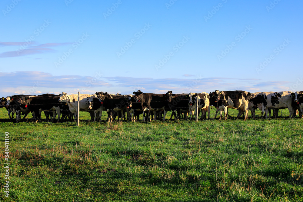 牧場にいる牛の群れ