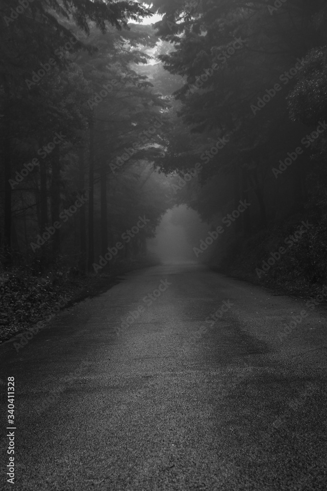 Obraz premium Road Path in a forest covered with mist.