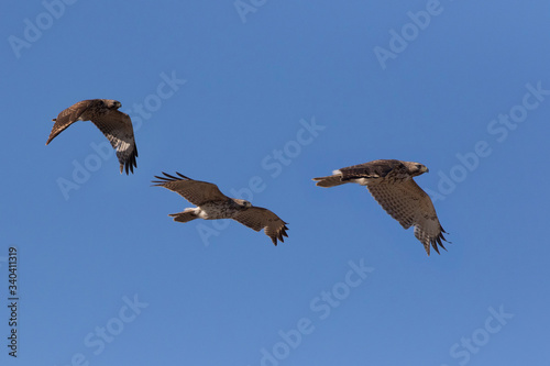 red-shouldered hawk (Buteo lineatus)