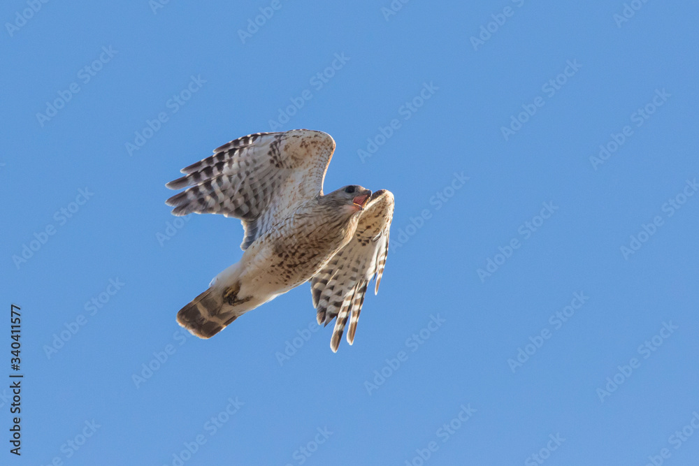 Fototapeta premium red-shouldered hawk (Buteo lineatus)
