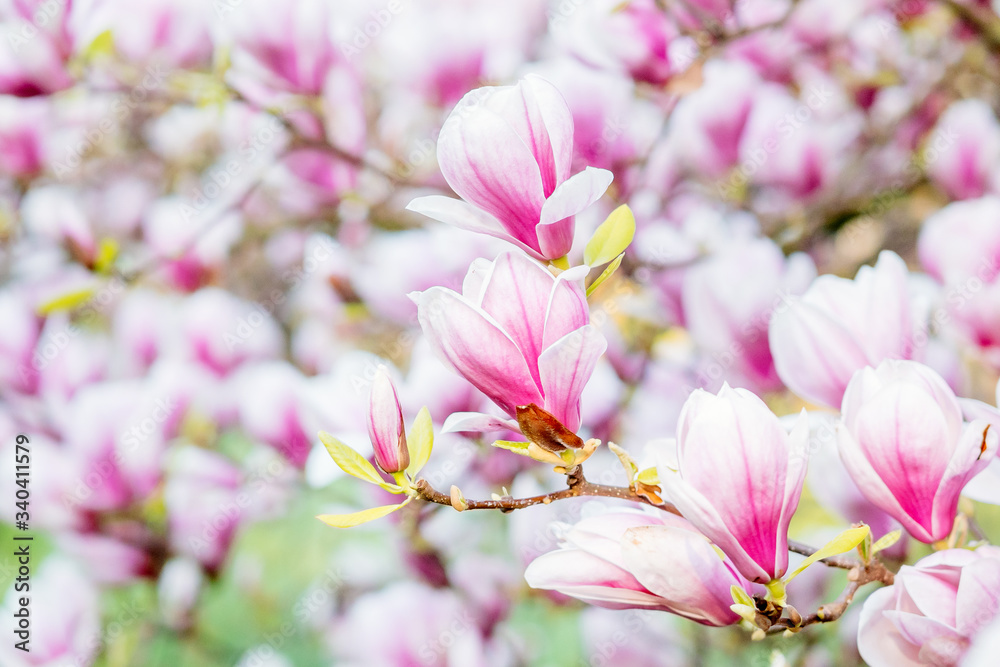 Magnolia flower blooming vibrant in spring awakening at easter with delicate purple flower petals Magnolia flower blooming vibrant in spring awakening at easter with delicate purple flower petals