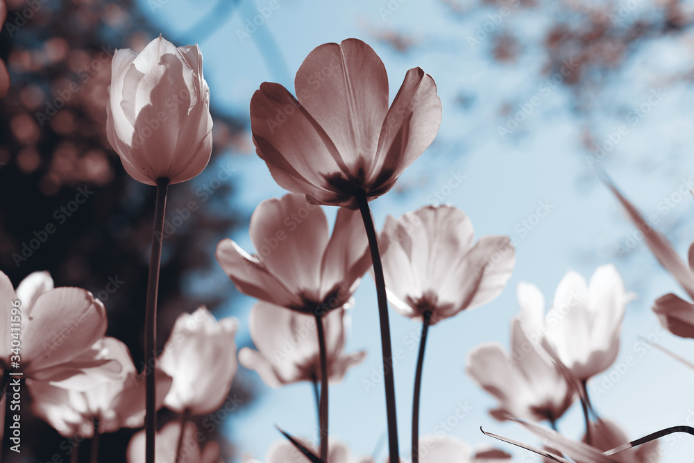 Fototapeta premium Spring tulips in the park, sepia