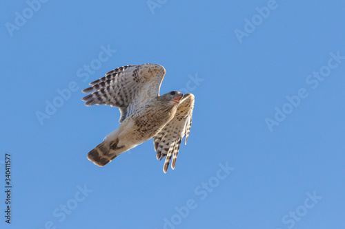 red-shouldered hawk  Buteo lineatus 