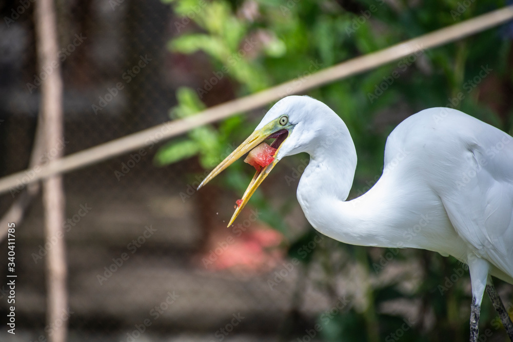 A heron feeding on watermelon on a beautiful sunny day and several people strolling. A heron feeding on watermelon on a beautiful sunny day and several people strolling.