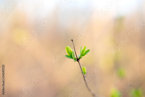 Spring awakening twig driving new bud closeup life growing green