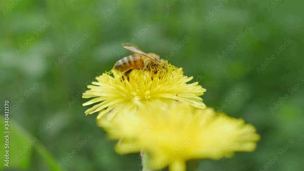 Honey bee collecting pollen from yellow dandelion Honey bee collecting pollen from yellow dandelion