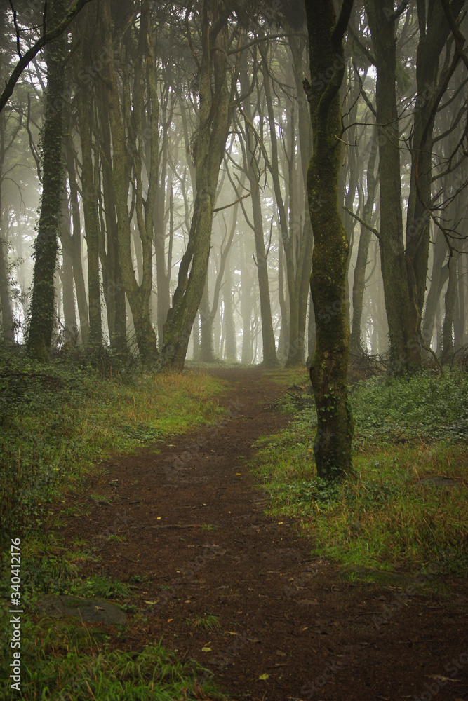 Fototapeta premium Amazing wood covered with mist