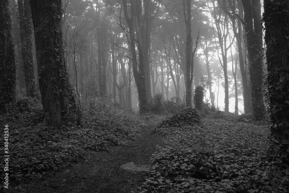 Fototapeta premium Amazing wood covered with mist