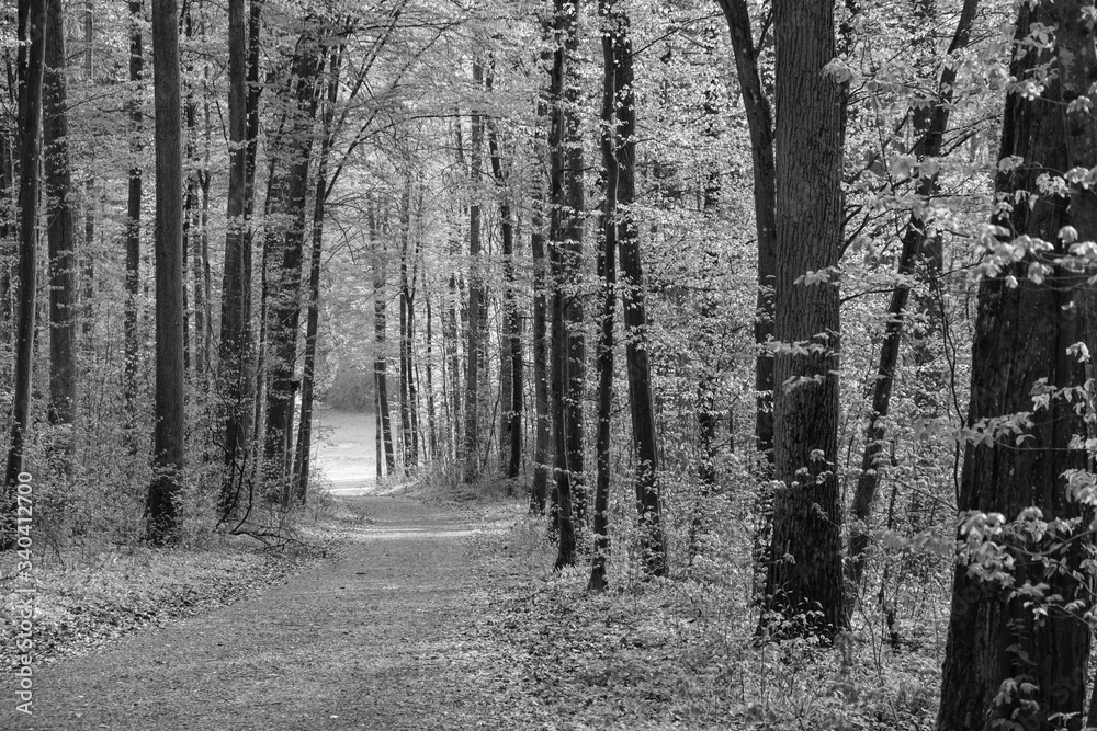 Fototapeta premium Weg im Wald, schwarzweiß