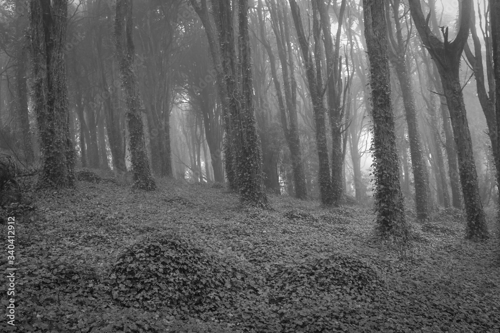 Naklejka premium Amazing wood covered with mist