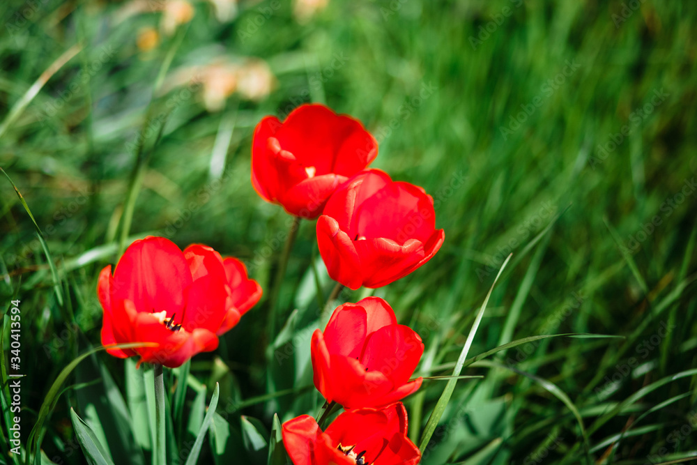 Tulips. Tulips and grass. Background of tulips. Flowers. Spring. It's red. Tulips. Tulips and grass. Background of tulips. Flowers. Spring. It's red.