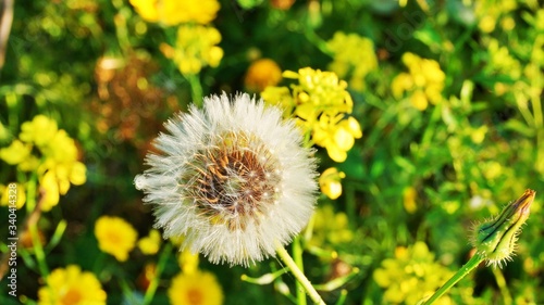 Dandelions flower in the grass surrounded by small  yellow flowers