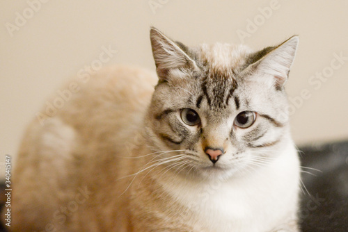 White stripped tabby cat cute